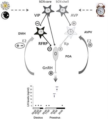 Functional Implications of RFRP-3 in the Central Control of Daily and Seasonal Rhythms in Reproduction